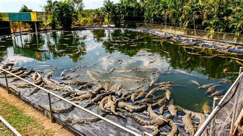 hermes ferme de crocodile|Shocking new footage exposes cruelty on Hermès crocodile farms.